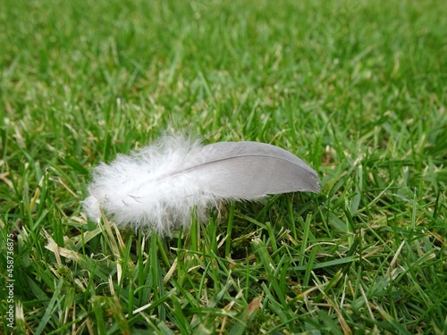 Light gray down feather lies on the grass.