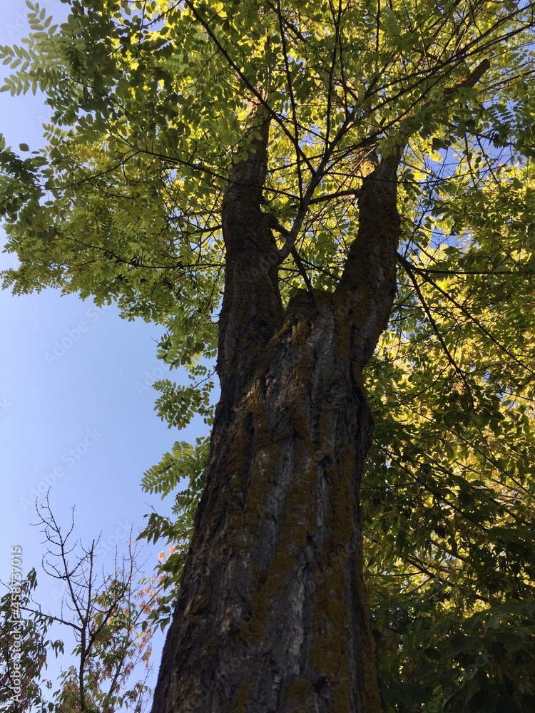 Fototapeta premium trees in autumn