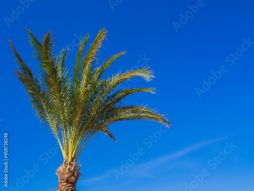 The beautiful leaves of the date palm against the blue sky