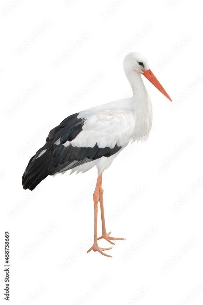 white stork isolated on white background white stork isolated on white background