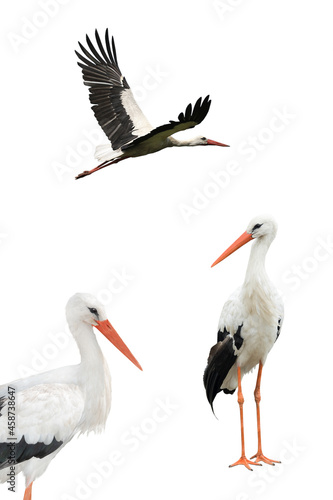 white storks isolated on white background © fotomaster