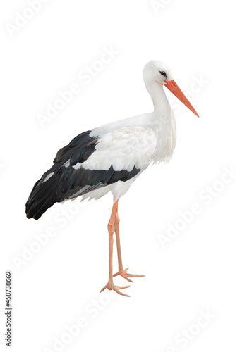 white stork isolated on white background