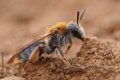 Closeup on a female of the Orange tailed mining bee, Andrena haemorrhoa photo