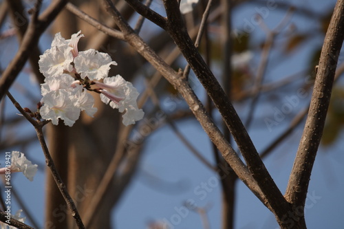 Tabebuia roseoalba - Ipê-branco photo