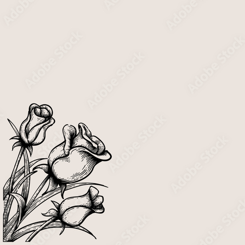 beautiful tulip flower drawing. tulip decoration background vector drawing