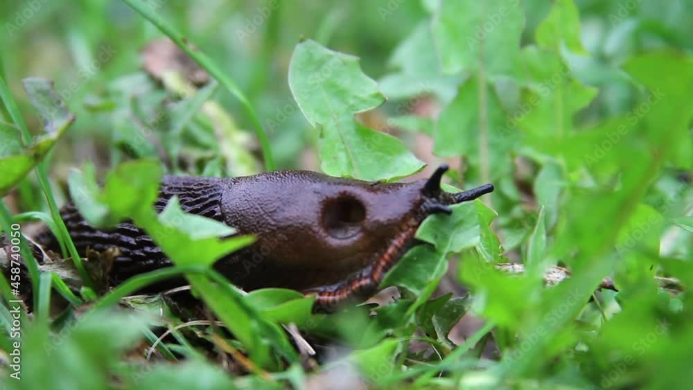 Black slug with red striped skirt fringe tastes leaf, then moves on Black slug with red striped skirt fringe tastes leaf, then moves on