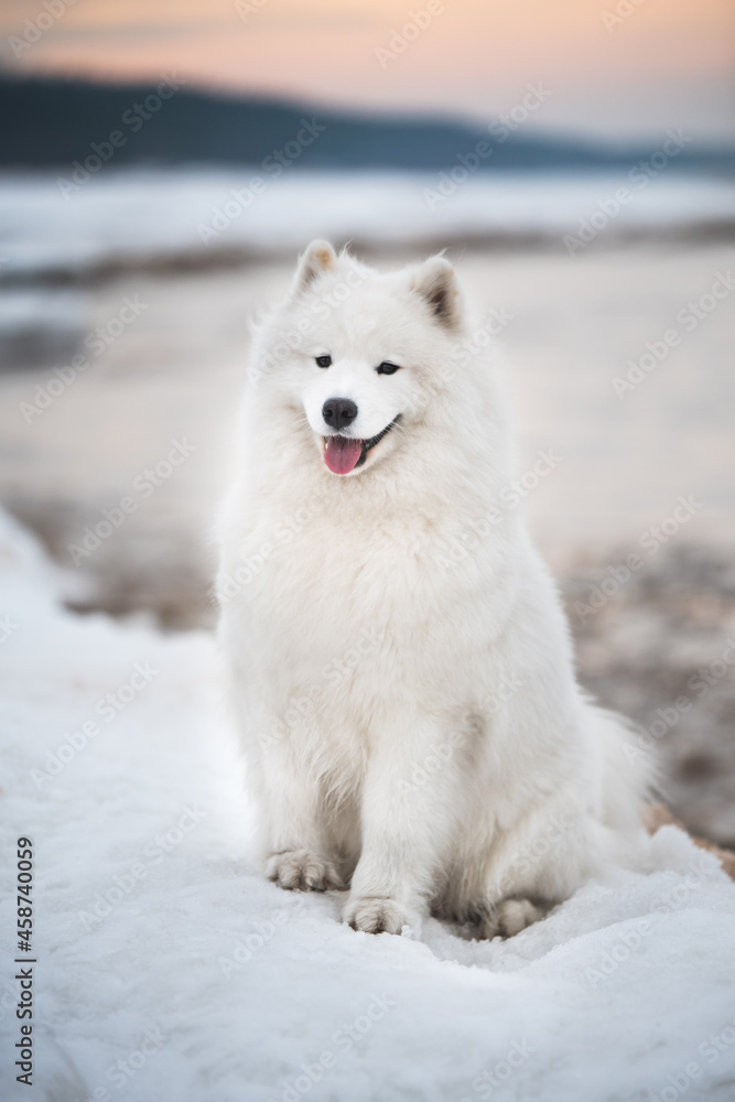 Samoyed white dog is on snow Saulkrasti beach in Latvia Samoyed white dog is on snow Saulkrasti beach in Latvia