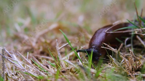 Black slug crawls on ground, exploring with upper and lower tentacles photo