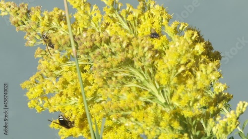 Bright yellow goldenrod blossom nectar attract bald faced hornet wasps photo