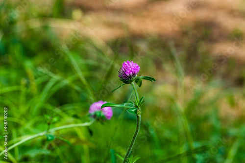 アカツメクサの花