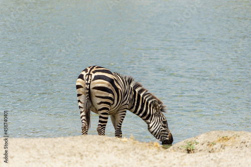 Zebra drinking water at the beautiful waters of Tarangire National Park in Tanzania