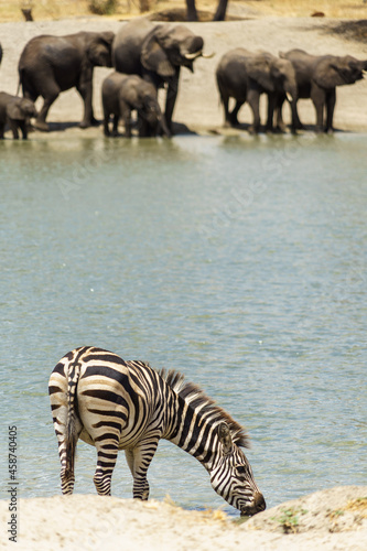 A herd of elephants and zebra drinking water at the beautiful waters of Tarangire National Park in Tanzania