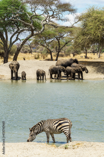 A herd of elephants and zebra drinking water at the beautiful waters of Tarangire National Park in Tanzania