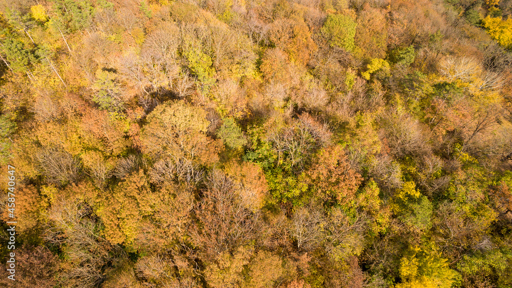 Forest seamless pattern. View from above Forest seamless pattern. View from above
