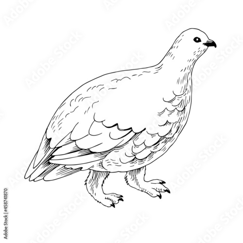 White-tailed Ptarmigan in White Winter Plumage