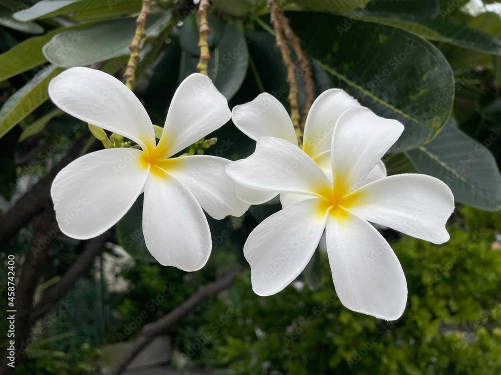Fototapeta premium white and yellow plumeria frangipani flowers with leaves