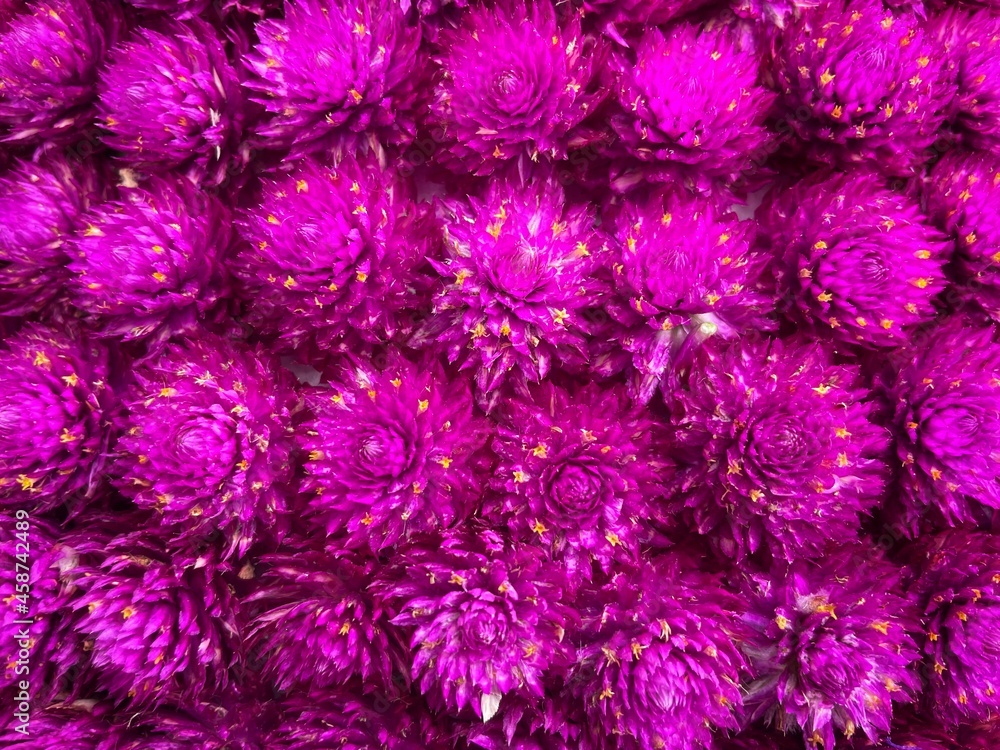 Several amaranth flowers are photographed up close. Use it as a background and add text. Several amaranth flowers are photographed up close. Use it as a background and add text.