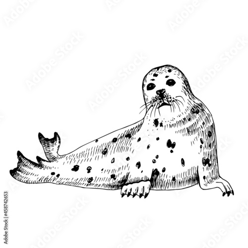 Hand drawn Seal isolated on white background