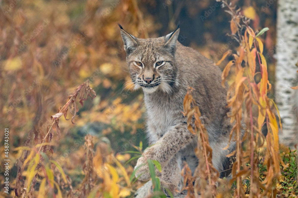 Obraz premium The Eurasian lynx - Lynx lynx - adult animal walking in autum colored vegetation