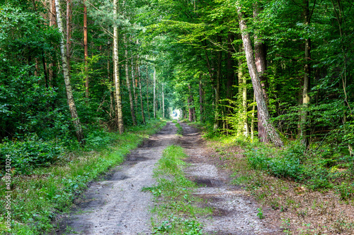 Straight dirt road through lush deciduous forest with trees on the sides in Puszcza Marianska Nature Reserve in Poland. photo