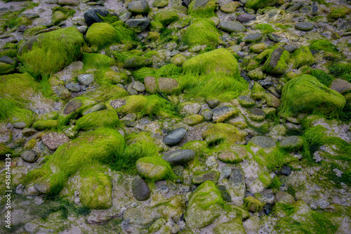 Seaweed on the rocks