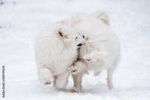 Two Samoyed white dogs is playing in the winter forest © zanna_