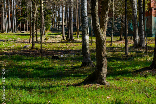 lawn in the park after the rain. Puddles in a clearing surrounded by trees. The sun breaks through the foliage