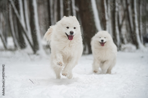 Two Samoyed white dogs is playing in the winter forest