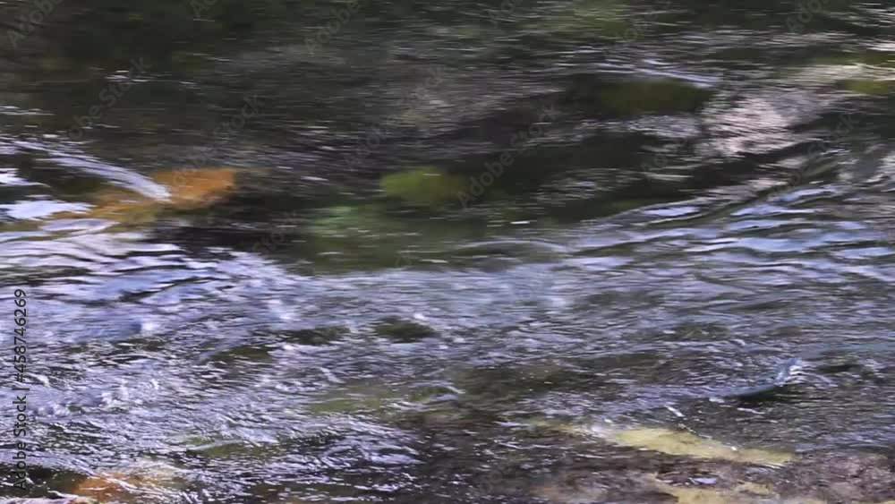 River B-roll: shallow clear stream flows quickly over riverbed rocks River B-roll: shallow clear stream flows quickly over riverbed rocks