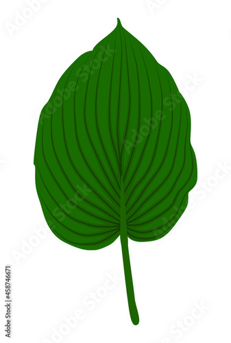 Green leaf of the host plant plantain logo icon