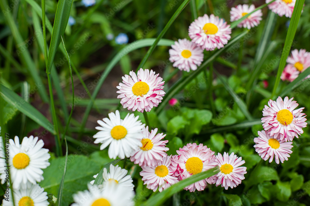 Fototapeta premium Argyranthemum frutescens, in common, Marguerite Daisy in garden.