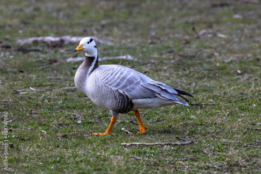 The bar-headed goose, Anser indicus seen in English Garden in Munich The bar-headed goose, Anser indicus seen in English Garden in Munich