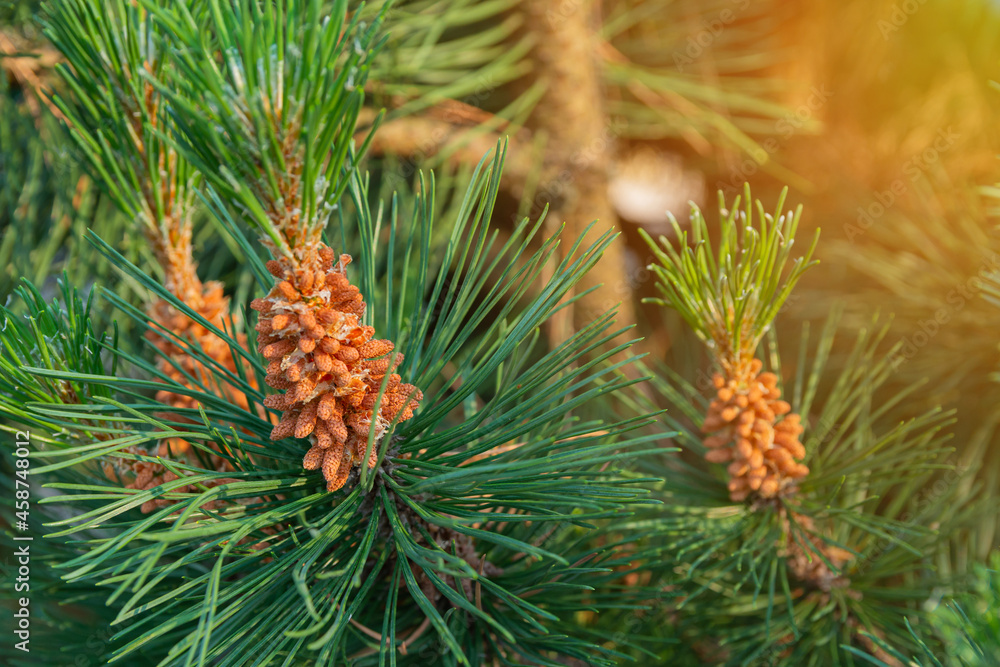 Close-up of a pine branch. Twisted pine, Pinus Contorta, is an evergreen tree with a cone-shaped, often bushy crown. Young cones on a pine branch. Close-up of a pine branch. Twisted pine, Pinus Contorta, is an evergreen tree with a cone-shaped, often bushy crown. Young cones on a pine branch.