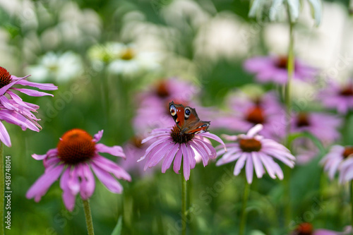 butterfly in the garden © Tomtok20