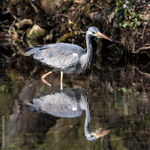 Grey heron, Ardea cinerea, a massive gray bird wading through a flat lake searching for fish