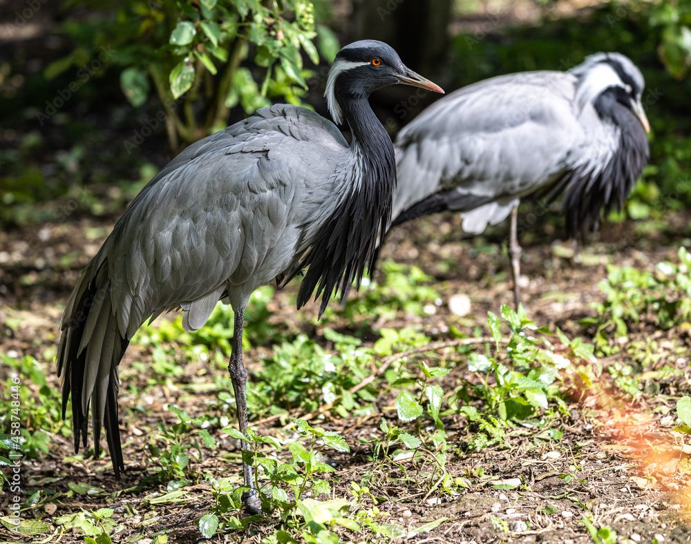 Fototapeta premium Demoiselle Crane, Anthropoides virgo are living in the bright green meadow during the day time