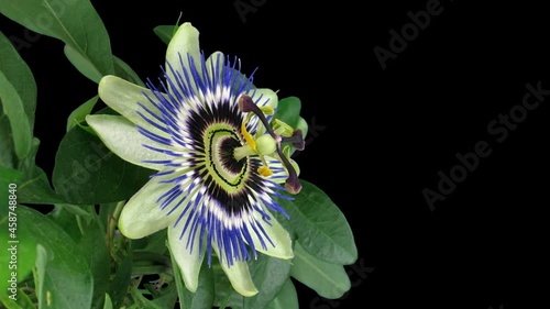 Time-lapse of opening passiflora (Passion Flower) 3e4 in RGB + ALPHA matte format isolated on black background
 photo
