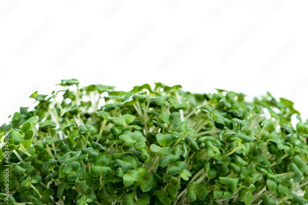 Microgreens with dew drops. Fresh, green sprouts of herbs and plants for salad. Isolated on white Microgreens with dew drops. Fresh, green sprouts of herbs and plants for salad. Isolated on white