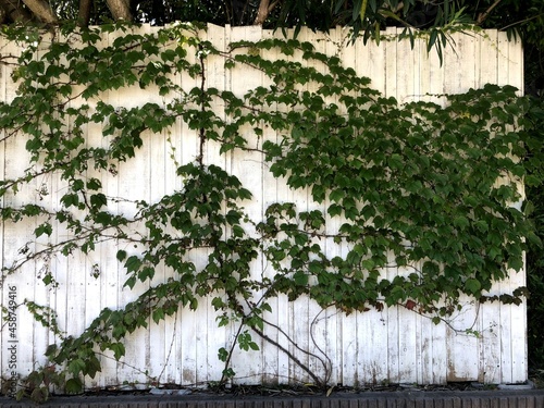 植物のある白い板壁