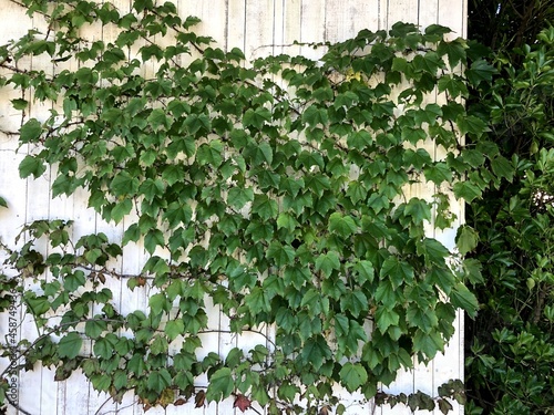 植物のある白い板壁