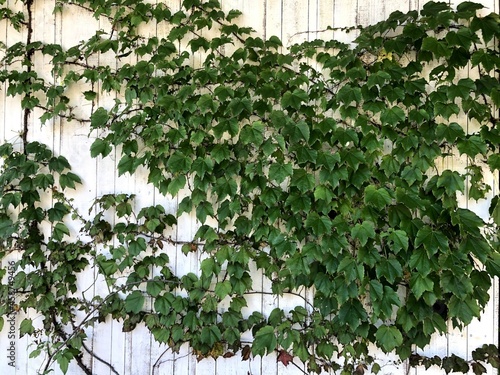 植物のある白い板壁