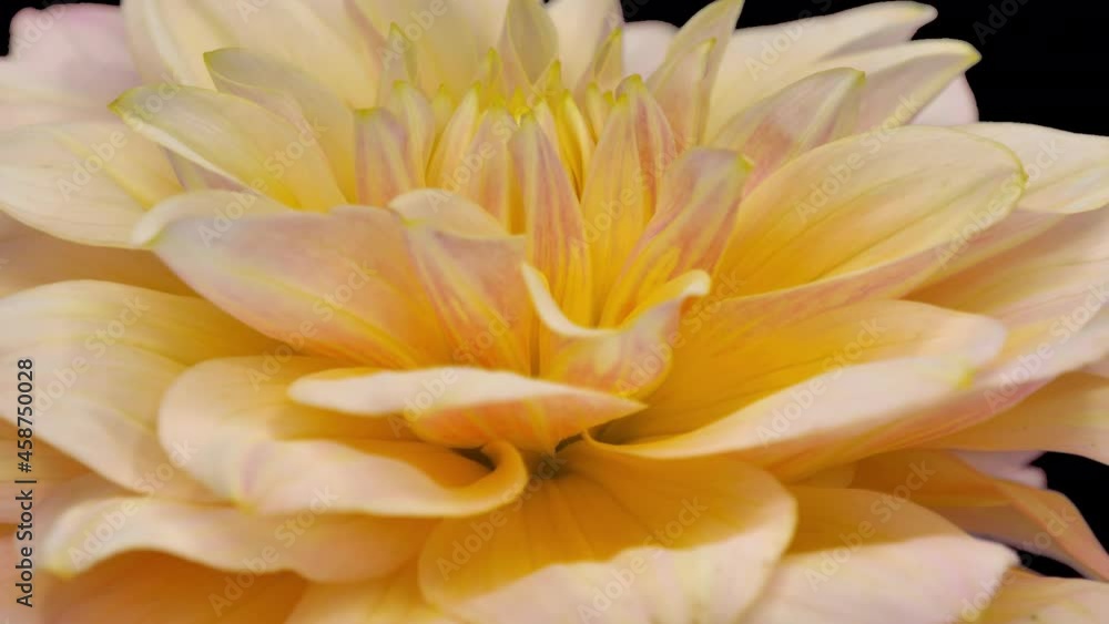 Rotating yellow-pink dahlia flower with ALPHA channel isolated on black background, seamless loop
Rotating yellow-pink dahlia flower with ALPHA channel isolated on black background, seamless loop
