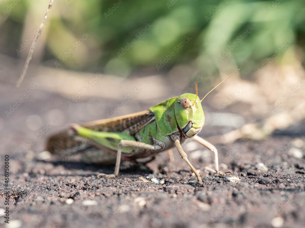 昆虫 トノサマバッタ Stock Photo Adobe Stock