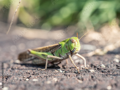 昆虫 トノサマバッタ Stock Photo Adobe Stock 昆虫 トノサマバッタ Stock Photo Adobe Stock