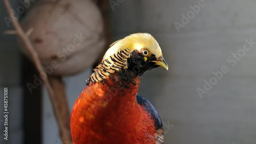 Red golden Pheasant were kept in a cage