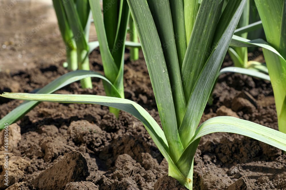 Fresh green leek growing in field on sunny day, closeup Fresh green leek growing in field on sunny day, closeup