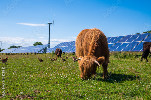 Schilderij op canvas cows grazing on sustainable farm land