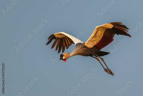 Canvas Print Grey Crowned-crane - Balearica regulorum, beautiful large bird from African savannah, Murchison falls, Uganda