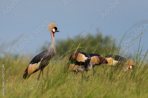 Grey Crowned-crane - Balearica regulorum, beautiful large bird from African savannah, Murchison falls, Uganda. photo