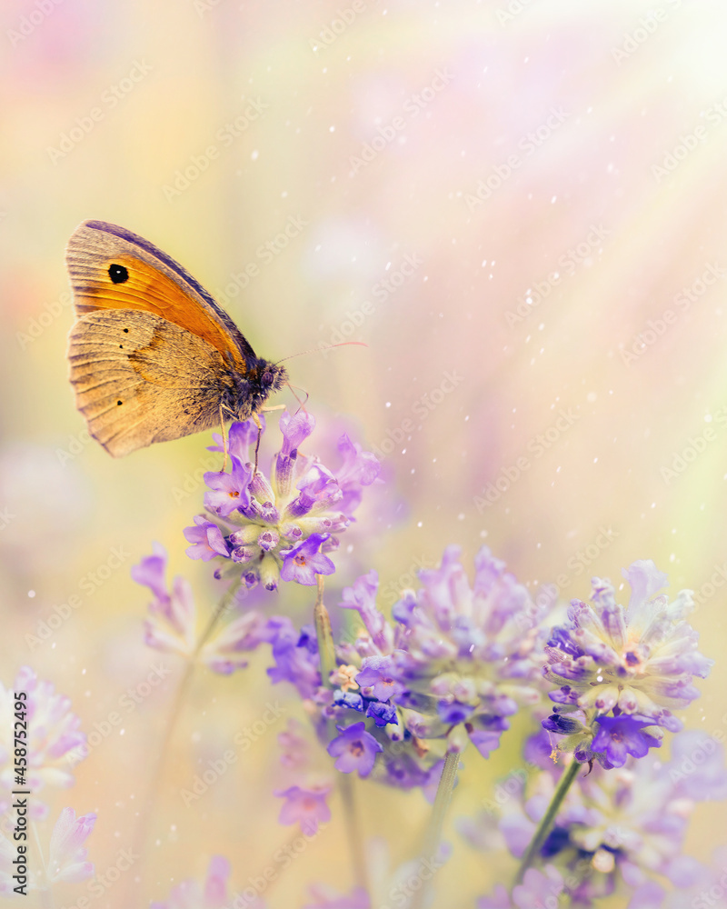 Obraz premium butterfly on flower